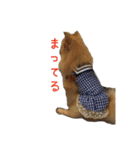 ポメのつーちゃんスタンプ1（個別スタンプ：22）