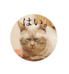 ぶんぶん（♂）スタンプ 1（個別スタンプ：3）