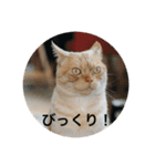 ぶんぶん（♂）スタンプ 1（個別スタンプ：7）