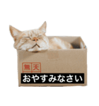 ぶんぶん（♂）スタンプ 1（個別スタンプ：9）