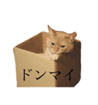 ぶんぶん（♂）スタンプ 1（個別スタンプ：13）