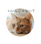 ぶんぶん（♂）スタンプ 1（個別スタンプ：14）