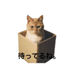 ぶんぶん（♂）スタンプ 1（個別スタンプ：15）