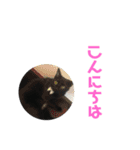 はなちゃん(1)（個別スタンプ：2）