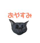 はなちゃん(1)（個別スタンプ：3）