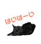 はなちゃん(1)（個別スタンプ：13）