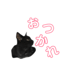 はなちゃん(1)（個別スタンプ：33）