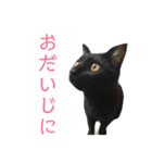 はなちゃん(1)（個別スタンプ：38）