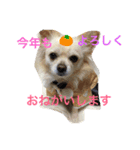 こたうめ（個別スタンプ：4）