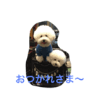 よこもふ（個別スタンプ：6）