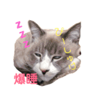 マグとゆかいニャ仲間たち（個別スタンプ：2）