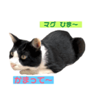 マグとゆかいニャ仲間たち（個別スタンプ：7）