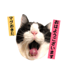 マグとゆかいニャ仲間たち（個別スタンプ：9）