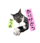 マグとゆかいニャ仲間たち（個別スタンプ：10）