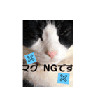 マグとゆかいニャ仲間たち（個別スタンプ：11）