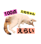 マグとゆかいニャ仲間たち（個別スタンプ：12）