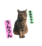 マグとゆかいニャ仲間たち（個別スタンプ：15）