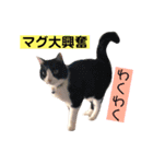 マグとゆかいニャ仲間たち（個別スタンプ：16）