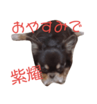 アリスと紫耀くん（個別スタンプ：2）