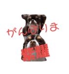 アリスと紫耀くん（個別スタンプ：6）