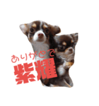 アリスと紫耀くん（個別スタンプ：8）