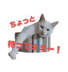 雪慶ニャーズ6（個別スタンプ：1）