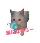 雪慶ニャーズ6（個別スタンプ：15）