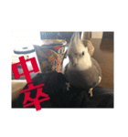 権兵衛とラック（個別スタンプ：4）