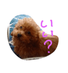 わんこくくる（個別スタンプ：11）