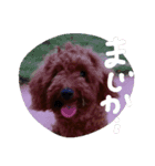 わんこくくる（個別スタンプ：16）