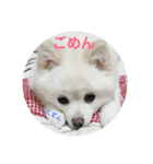 あくあだょ（個別スタンプ：1）