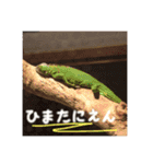 爬虫類と犬と猫（個別スタンプ：3）