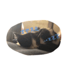 爬虫類と犬と猫（個別スタンプ：5）