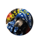 爬虫類と犬と猫（個別スタンプ：6）
