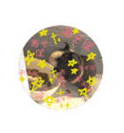 爬虫類と犬と猫（個別スタンプ：14）