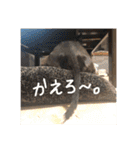 爬虫類と犬と猫（個別スタンプ：16）