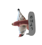 うさぎと文鳥とハムスターと猫（個別スタンプ：1）