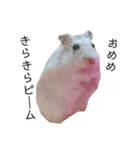 うさぎと文鳥とハムスターと猫（個別スタンプ：5）
