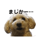 おデブきゃんでぃー（個別スタンプ：1）