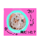 ハムハムデンくん（個別スタンプ：11）