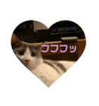 ケトくん（個別スタンプ：5）