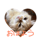 おでぶチャコ（個別スタンプ：1）