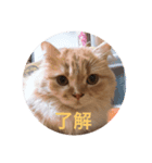 おでぶチャコ（個別スタンプ：6）