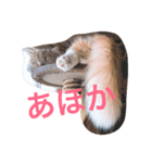 おでぶチャコ（個別スタンプ：7）