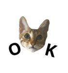 わが家の猫02 文字あり（個別スタンプ：1）