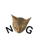 わが家の猫02 文字あり（個別スタンプ：2）