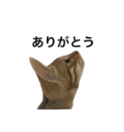 わが家の猫02 文字あり（個別スタンプ：3）
