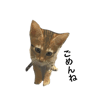 わが家の猫02 文字あり（個別スタンプ：4）