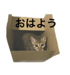 わが家の猫02 文字あり（個別スタンプ：5）