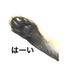 わが家の猫02 文字あり（個別スタンプ：7）